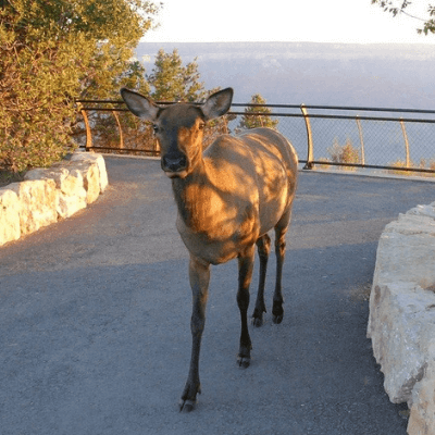 6 cool creatures to look for at the grand canyon