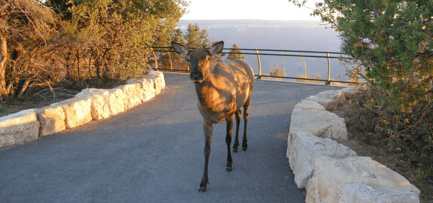 6 cool creatures to look for at the grand canyon