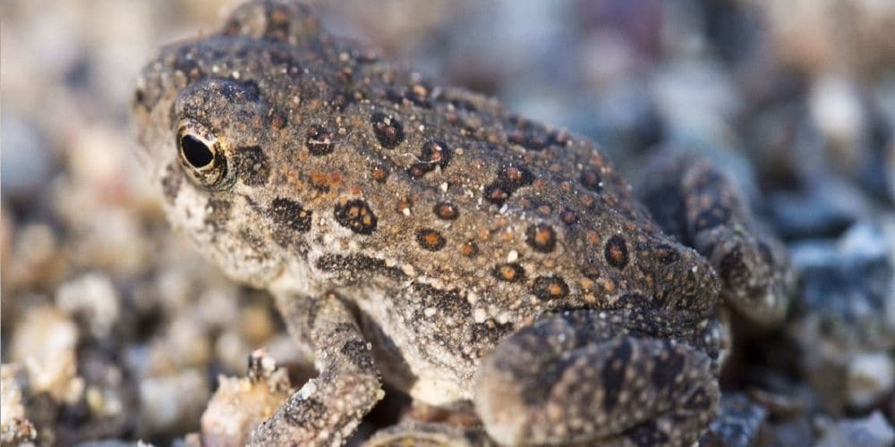 red spotted toad at grand canyon