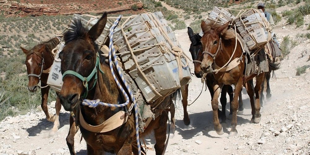 mule train travelling through the grand canyon