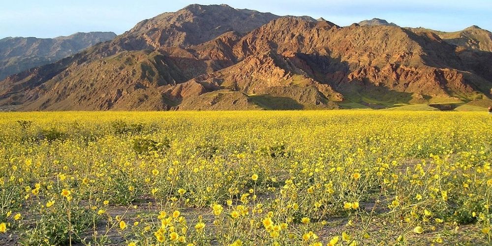 death valley viewpoints spring wildflowers